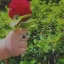 نسترن صادقی